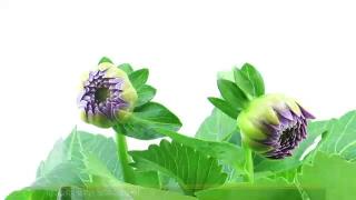 12:00am-12:58am (EST)