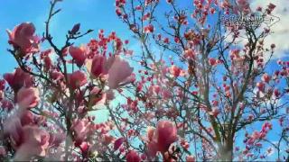 11:00am-12:00pm (EST)