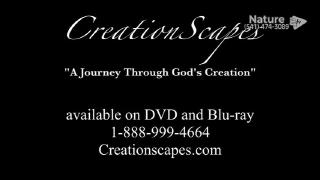 12:00pm-1:00pm (EDT)