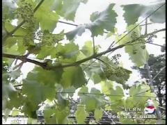 11:00am-12:00pm (EDT)