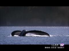 9:00am-10:00am (EDT)